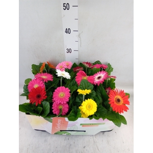 Gerbera  'Open Air'   ...mix