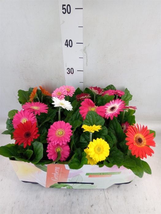 <h4>Gerbera  'Open Air'   ...mix</h4>