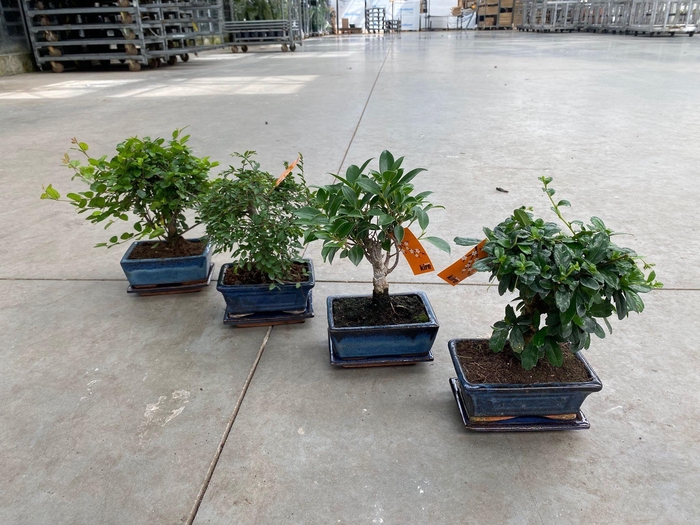<h4>BONSAI GEM</h4>