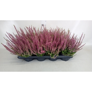 Calluna vulg. 'Garden G Amethyst'