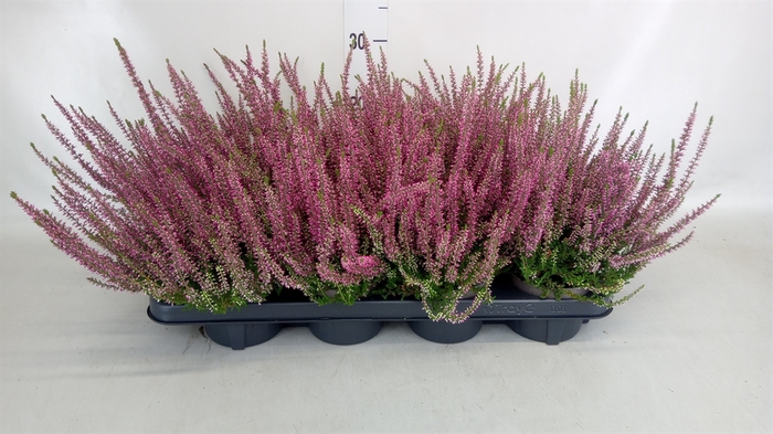 <h4>Calluna vulg. 'Garden G Amethyst'</h4>