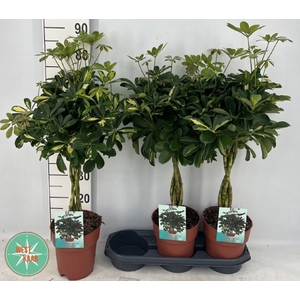 Schefflera arboricola Gold Capella 19Ø 80cm 4pp