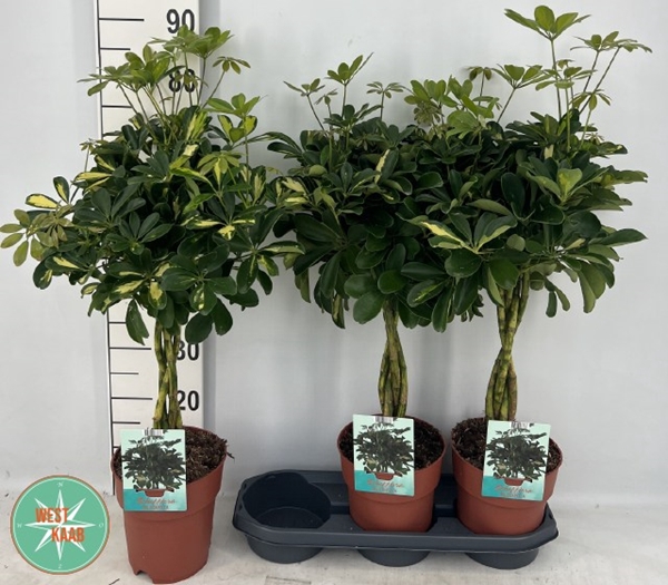 Schefflera arboricola Gold Capella 19Ø 80cm 4pp