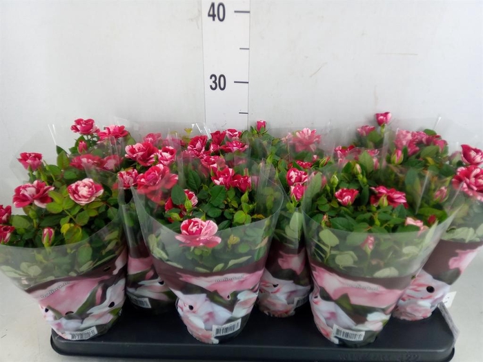 <h4>Rosa  'Gigi Parade'</h4>