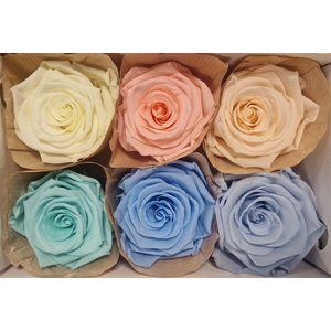 Ro Pres Classic Mix Pastel