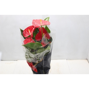 ANTHURIUM MICHIGAN P17 PREMIUM