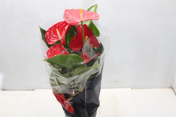 <h4>ANTHURIUM MICHIGAN P17 PREMIUM</h4>