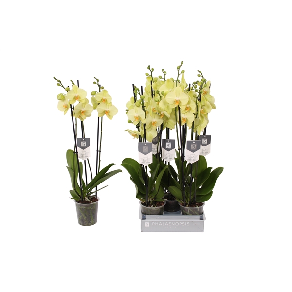 <h4>Phalaenopsis Volterra, 3-spike 22+</h4>