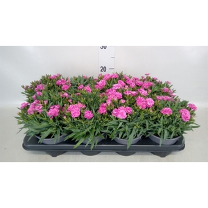 Dianthus car. 'Peman'