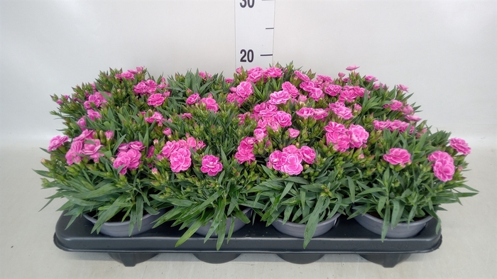 <h4>Dianthus car. 'Peman'</h4>