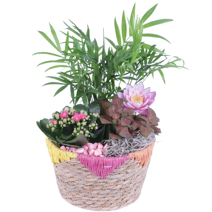 <h4>Opm Summer Arr. Indoor Willow Exotic Vibes</h4>
