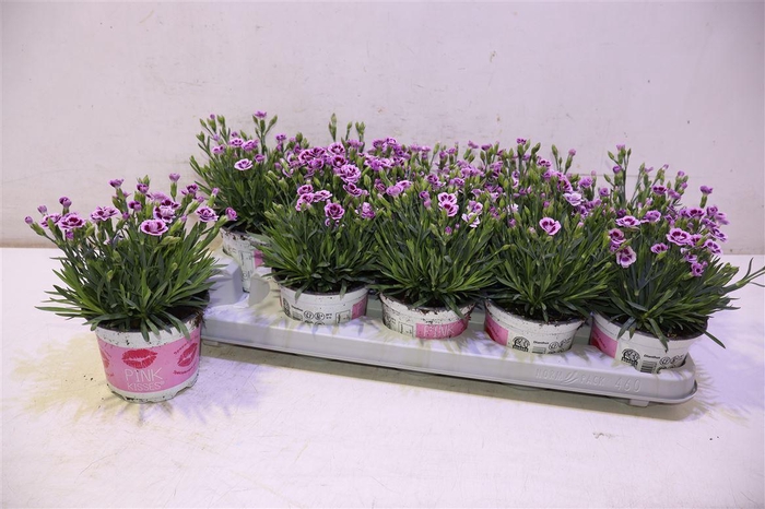 <h4>arr8 Dian Di Pink Kisses</h4>