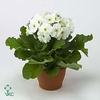 Primula 'Touch Me' White | Decorum