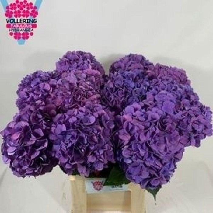 Hydrangea fabulous devine