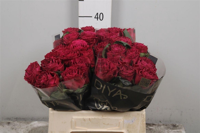 <h4>R Gr Venturoso</h4>