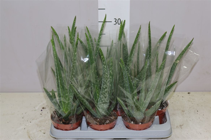 <h4>Aloe Vera</h4>