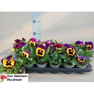 VIO DEL YELL+PURPL W