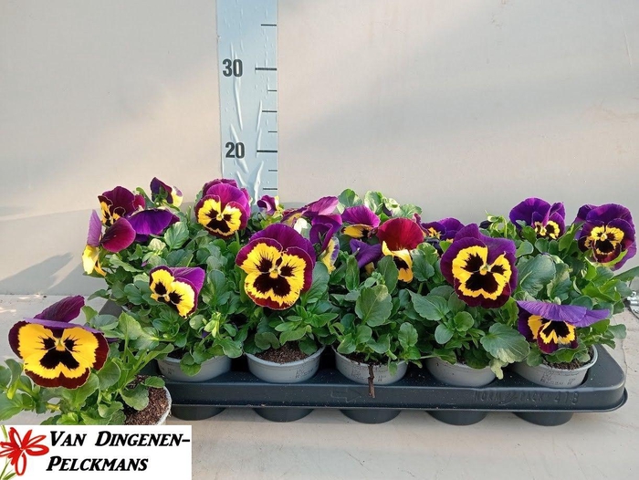 <h4>VIO DEL YELL+PURPL W</h4>