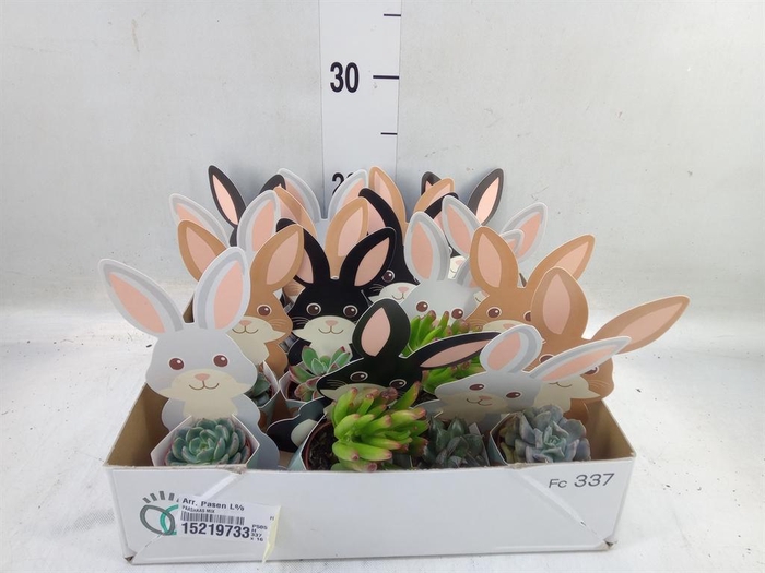 <h4>Arr. Pasen L%</h4>