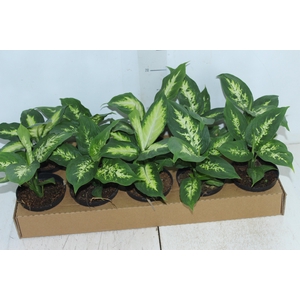 DIEFFENBACHIA TROPIC MARIANA P11