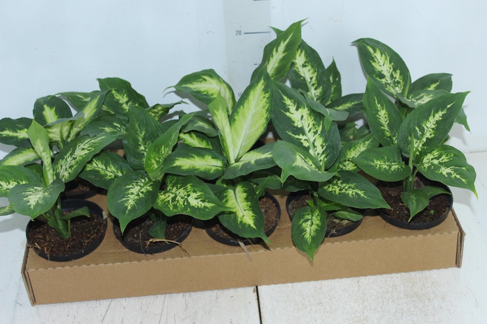 <h4>DIEFFENBACHIA TROPIC MARIANA P11</h4>