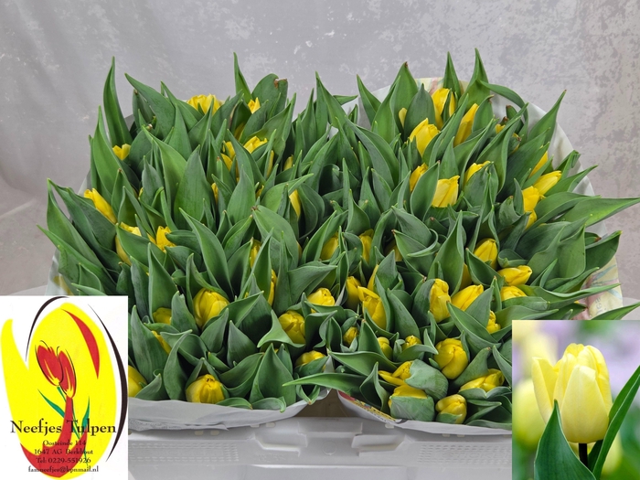 <h4>TU EN SUNNY PRINCE</h4>