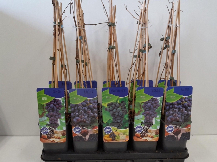 <h4>Vitis mix; 3 soorten druif blauw/rood</h4>