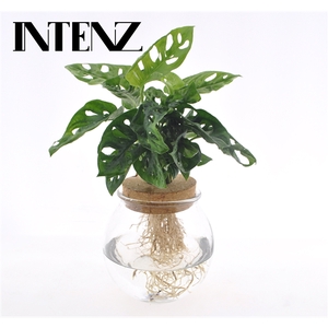 Monstera obliqua ('Leichtlinii')