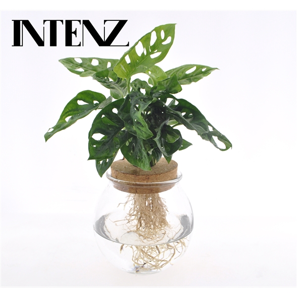 <h4>Monstera obliqua ('Leichtlinii')</h4>