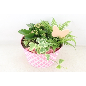 arr2 PL - Roze ruit schaal 285/6 - roze