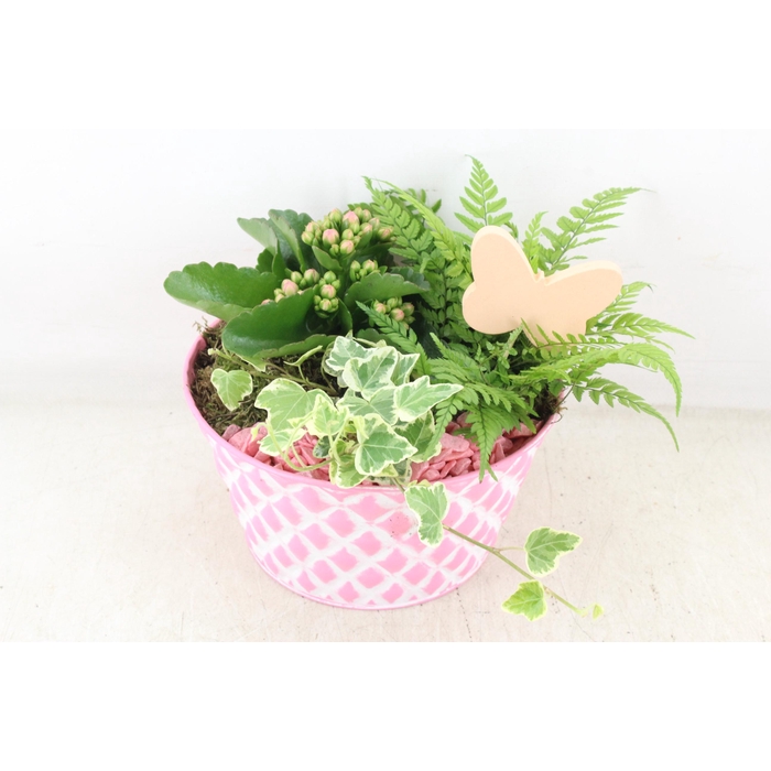 <h4>Arr2 Pl - Roze Ruit Schaal 285/6 - Roze</h4>