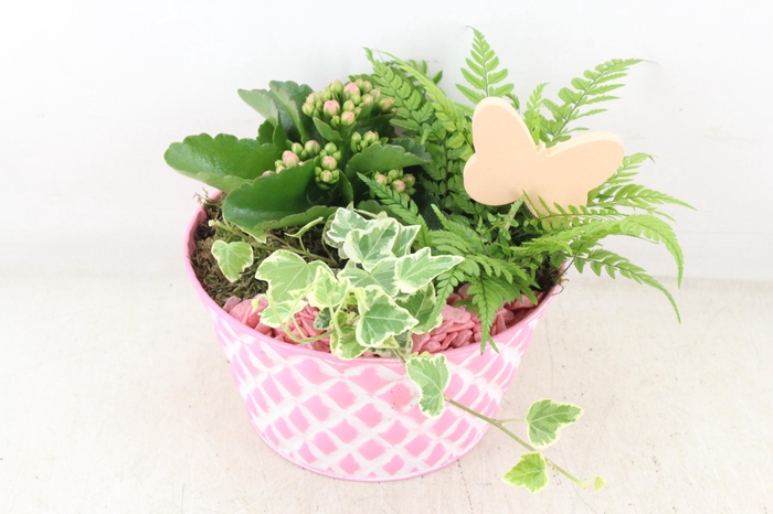 <h4>arr2 PL - Roze ruit schaal 285/6 - roze</h4>