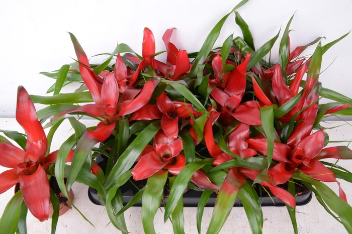 <h4>NEO CAR DEVROE</h4>