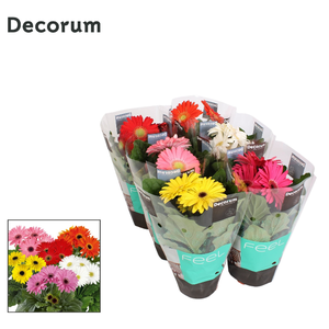 Gerbera gemengd