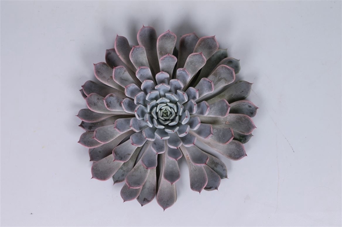 <h4>Echeveria Rosea Cutflower Wincx-12cm</h4>