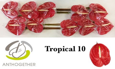 ANTH A TROPICAL 10