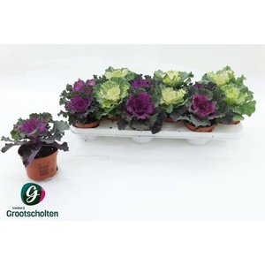BRASSICA (SIERKOOL)