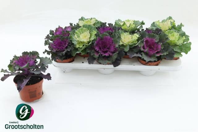 <h4>BRASSICA (SIERKOOL)</h4>