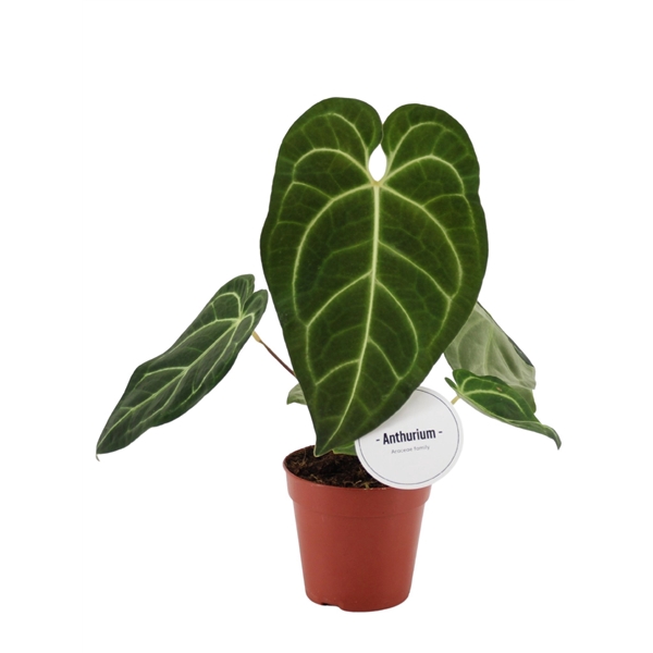 <h4>Anthurium Regale</h4>