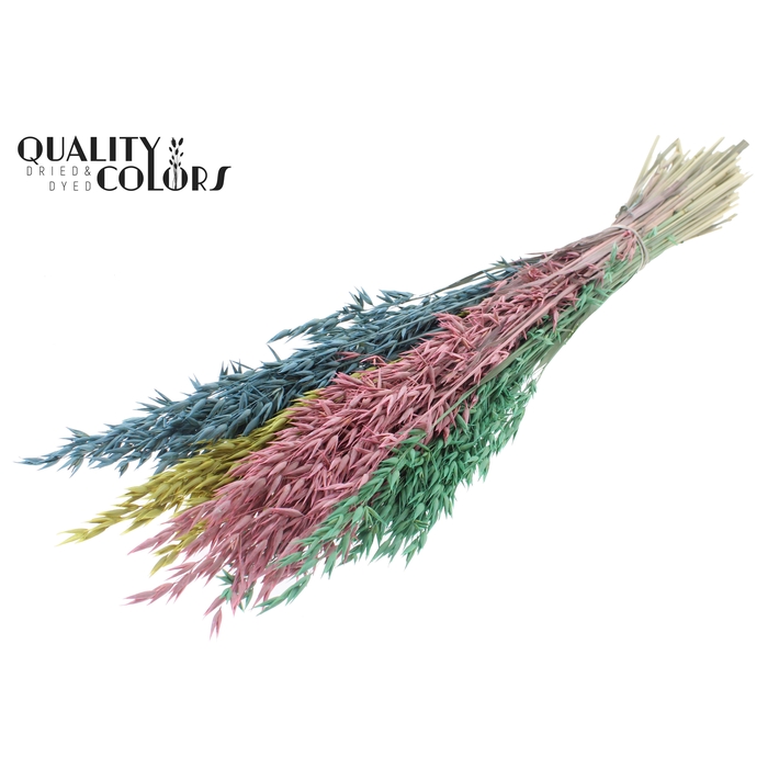 <h4>Avena per bunch Pastel Prism</h4>