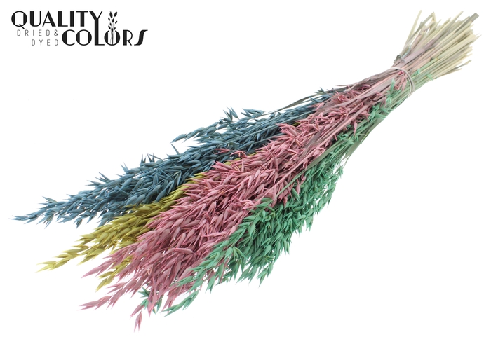 Avena per bunch Pastel Prism