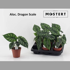Alocasia  'Dragon Scale'
