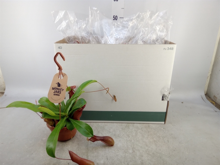 <h4>Nepenthes alata</h4>