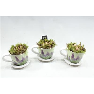 6312 Musc Middel Kop/schotel