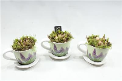 <h4>6312 Musc Middel Kop/schotel</h4>