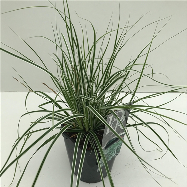 <h4>Graminées Carex 'Everest'</h4>