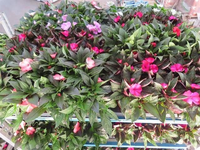 <h4>Impatiens New. mixkar 4 k</h4>