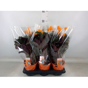 Calathea crocata 'Tassmania'