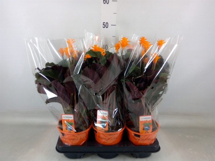 <h4>Calathea crocata 'Tassmania'</h4>