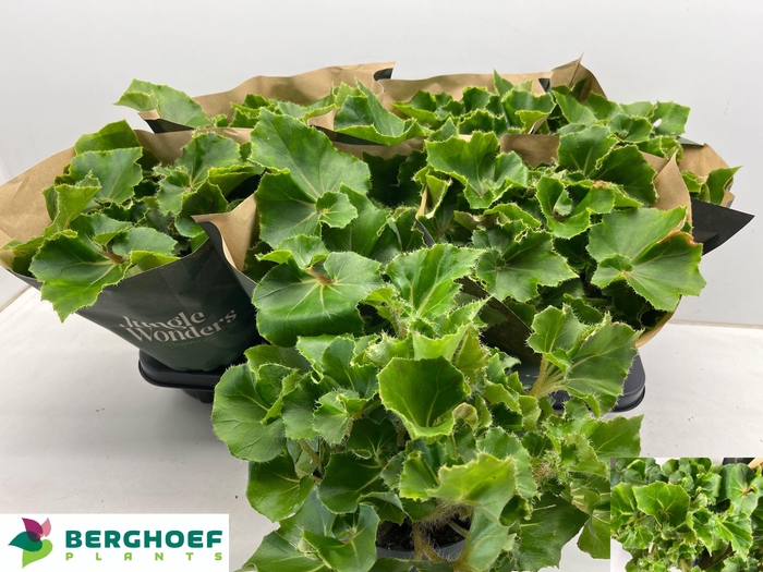 <h4>BEG BLAD OV</h4>